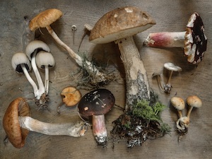 © Andrew Ridley unsplash.com / Unterschiedliche Pilze direkt aus dem Wald - Nicht alle sind essbar, pflücken sollte man nur jene, die man wirklich kennt
