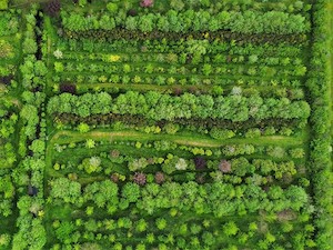 © Marianne Hazeleger-Van de Linde/  Nahrungswälder bieten viel Potential.
