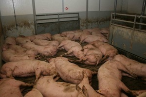 © VGT / Die Realität: AMA Gütesiegel trotz extrem enger Schweinehaltung?