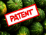 no-patents-on-seeds.org