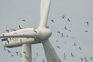 © Changhua Coast Conservation Action/Flickr - Ein Vogelschwarm navigiert hier  vollkommen unbeschadet um und durch eine chinesische Windturbine.