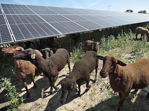 © Wien Energie / Schafe beim Solarkraftwerk