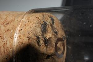 © Senkenberg/ Die Asiatische Tigermücke (Aedes albopictus), hier gefangen in Rovinj (Kroatien), breitet sich im Zuge des Klimawandels weiter aus.