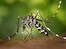WikiImages / Asiatische Tigermücke
