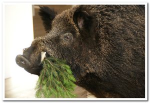 © oekonews W.J.Pucher /Ein Wollschwein als Botschafter mit Grünzeug bei der Ausstellung