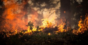 © skeeze / Die Hitze ist auch Ursache für Waldbrände