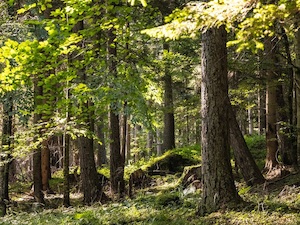 © ÖBf-Archiv/F. Lindmoser / Wald der Zukunft - struktur- und artenreiche Mischwälder