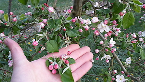 ©  ÖHV / Abgefallene Blüten eines Apfelbaums