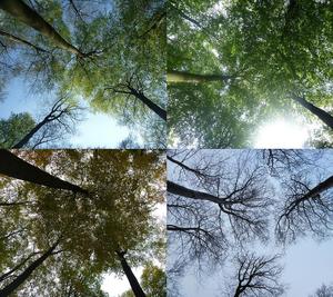 © MPI für Biogeochemie/Die Kronendichte - hier in den vier Jahreszeiten -ist eine Eigenschaft von Bäumen, die sich etwa auf die Rolle eines Ökosystems im Wasser- und Kohlendioxidhaushalt auswirkt.