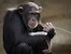 suju-foto auf Pixabay / Schimpanse
