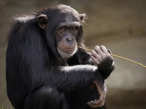 ©  suju-foto auf Pixabay / Schimpanse