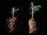 Green Legacy / Vergleich Weißtannen (Abies alba) | Links ohne Polygrain, rechts mit Polygrain