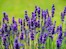 Hans Braxmeier auf Pixabay / Lavendel