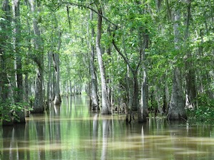 © bobmann auf pixabay.com / Mangrovenwälder schützen Küstenbewohner:innen vor Zyklonen
