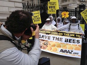 © AVAAZ- Die Biene in Brüssel