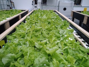 © Fraunhofer EMB/  Das gereinigte nährstoffreiche Abwasser der Kläranlage wird in EVOBIO für den hydroponischen Anbau von Salat genutzt.