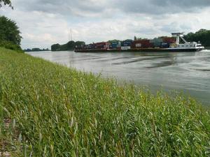 © BAW/ Weidenspreitlage als naturnahe Ufersicherung am Rhein bei Worms