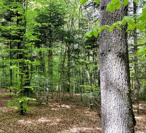 © Peter Brang (WSL) - Mit Mischwäldern - hier mit Eiche, Buche und Weisstanne - lassen sich Risiken für die Waldleistungen vermindern.