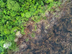 © Andre Dib WWF Brasil / Abholzung von Amazonas Regenwald