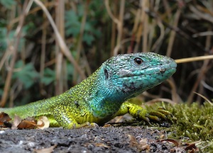 ©  M. Sonnleitner / Smaragdeidechse Nationalpark Thayatal