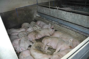 © VGT / Die Realität: AMA Gütesiegel trotz extrem enger Schweinehaltung?