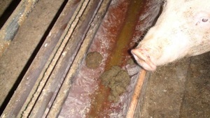 © VGT / Sind im Kot liegende, verschmutzte Schweine mit dem AMA Gütesiegel vereinbar?