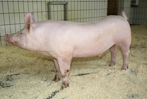 © AMA / Werbefoto AMA Marketing: Sauberes Schwein, großer Stall mit Einstreu