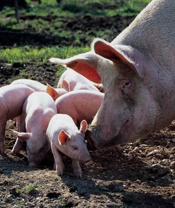 © AMA / Werbefoto AMA Marketing: Schweinefamilie auf der Wiese
