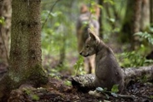 © WWF-Canon/Sergey Gorshkov -Junger Wolf im Wald