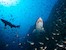 Simon Lorenz WWF / Sandtigerhai