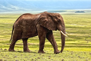 © laurentmarx / Elefanten müssen endlich besser geschützt werden