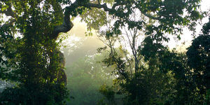 © Zig Koch / WWF -Regenwald am Amazonas.