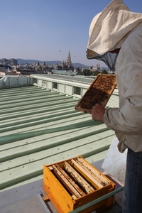© NHM, Hisham Momen- Die Bienenstöcke am Dach des Naturhistorischen Museums