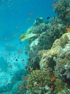 © Gertraud M. Schmidt/Alfred-Wegener-Institut -Korallenriffe sind sehr empfindlich gegenüber steigenden Temperaturen. Deshalb leben bereits heute viele tropische Korallenarten an ihrer oberen Temperaturgrenze