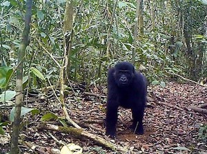 © Rettet den Regenwald /Gorilla im Ebo-Wald