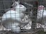 VGT / Hunderte Tiere fristen ein karges Dasein in Käfigen