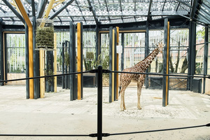 © Tierpark Schönbrunn/Daniel Zupanc-  Durch die GASOKOL Solaranlage sind Schönbrunner Giraffen der Sonne näher.