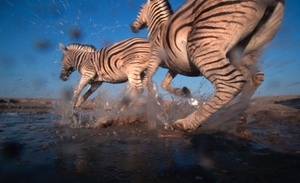 © WWF/Canon - Martin Harvey / Zebras im Galopp