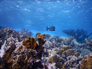 © isa Röpke, Leibniz-Zentrum für Marine Tropenforschung (ZMT) / Gesundes Korallenriff in Blue Bay, Curaçao, Karibik