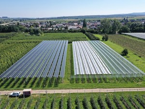 © Fraunhofer ISE/  Die Solarmodule schützen die Apfelbäume u.a. vor zu starker Sonneneinstrahlung und Extremwetter.
