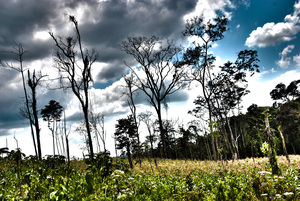 © Nicaragua Env./ Der Dschungel wird immer mehr verdrängt