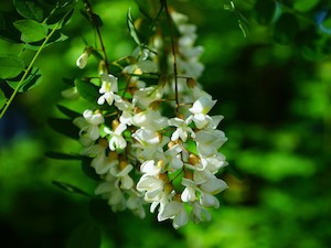 © Hans Braxmeier auf Pixabay /Die Robinie wurde aus den USA nach Österreich und in viele Länder Europas eingeführt. Sie beeinträchtigt artenreiche Blumenwiesen und trägt zur floristischen Vereinheitlichung bei.