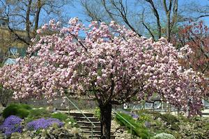 ©  Anne Günther/FSU -Die Kirschblüten treiben in Japan seit Mitte des 20. Jahrhunderts immer früher aus. Ein Phänomen, das sich auch in unseren Breiten beobachten lässt, wie Jenaer Biologinnen nachgewiesen haben.