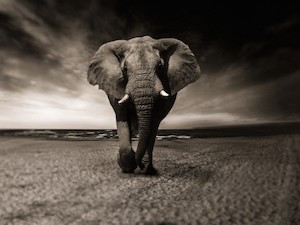 © Christine Sponchia / Elefant