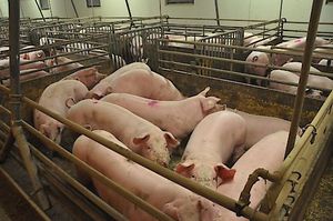 © CIWF - Intensivtierhaltung bringt  mit sich, dass Schweine schmerzhafte Eingriffe erleiden müssen.