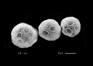 ©   Kai Lohbeck, GEOMAR /Drei Exemplare der Kalkalge Emiliania huxleyi, aufgenommen mit dem Rasterelektronenmikroskop.
