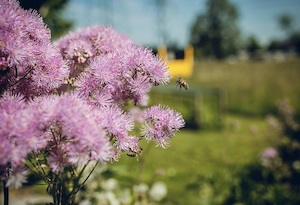 © Niggbus / Die Wildblumen am naturnahen Betriebsgelände von Niggbus erfreuen Mensch und Tier