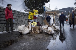 © Greenpeace- Tote Eisbären in Davos