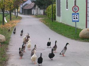 © Gemeinde Großmeiselsdorf / "Enten-Gang" zur Arbeit