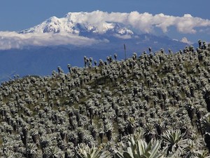 © Harald Pauli/ÖAW / Espeletien in Nord-Ecuador, die eigentümlichen Schopfrosettenpflanzen der alpinen Stufe der Nord-Anden.